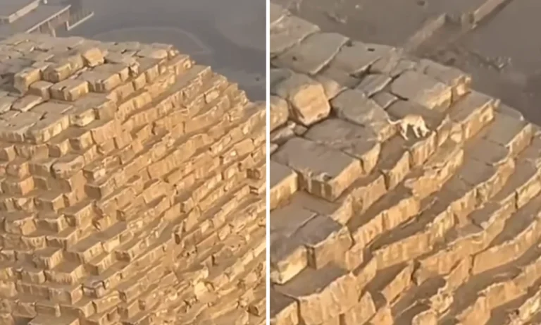 Dog Spotted on Top of the Great Pyramid of Giza