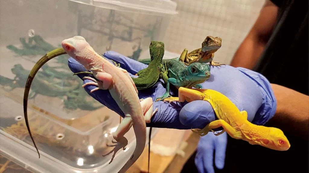 Hidden Species Found in Sri Lanka Rainforests