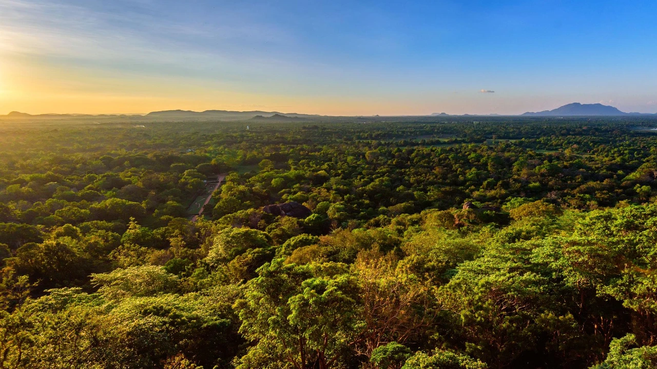 Hidden Species Found In Sri Lanka Rainforests