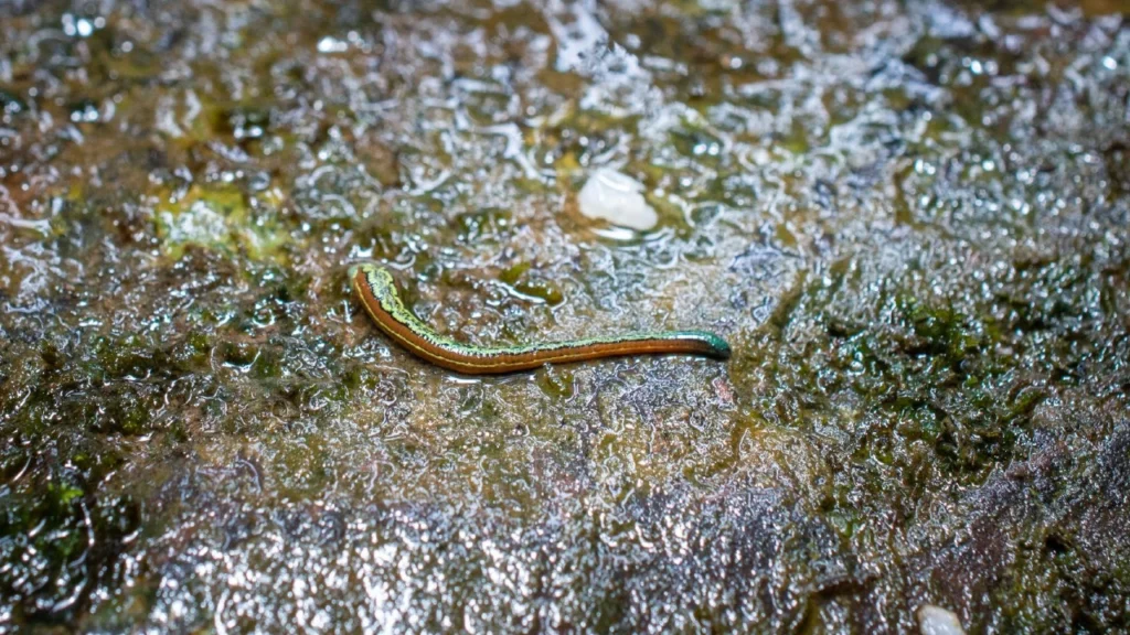 Hidden Species Found in Sri Lanka Rainforests